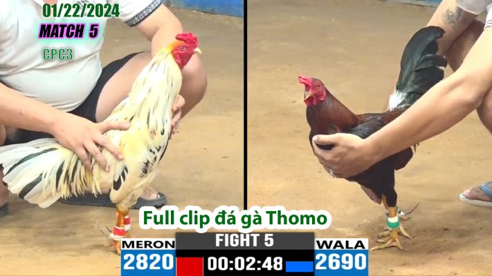 CPC3- TRẬN 5 | đá gà Thomo | 01/22/2024