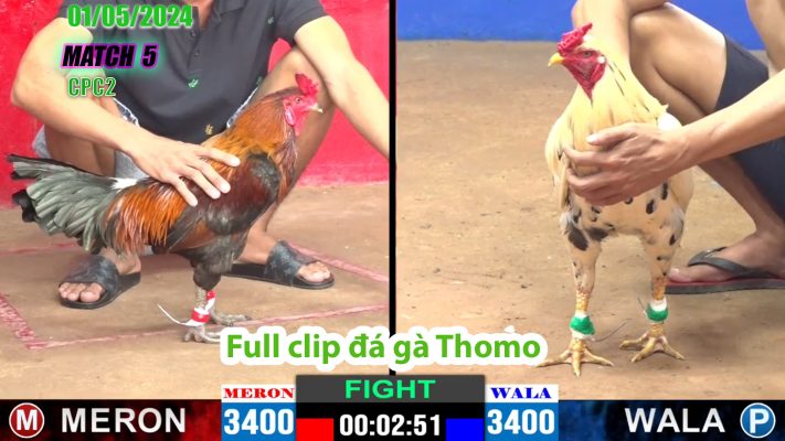 CPC2- TRẬN 5 | đá gà Thomo | 01/05/2024