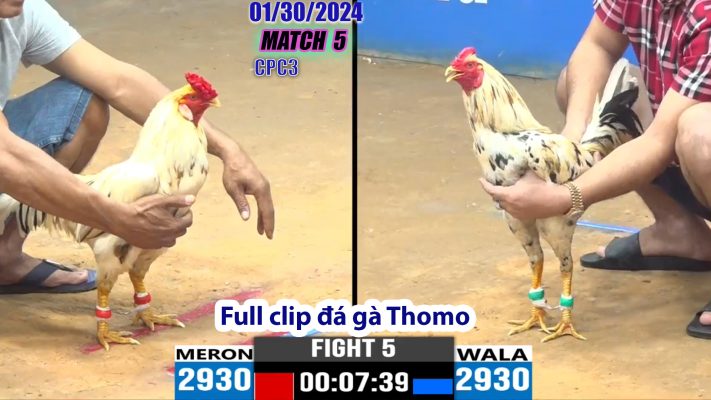 CPC3- TRẬN 5 | đá gà Thomo | 01/30/2024