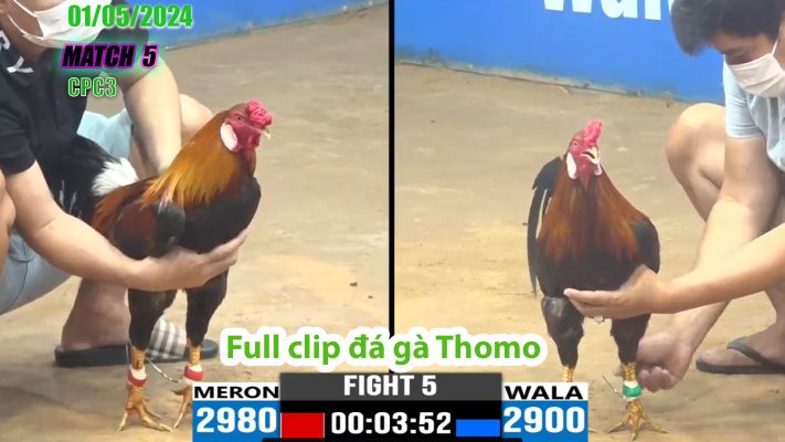 CPC3- TRẬN 5 | đá gà Thomo | 01/05/2024