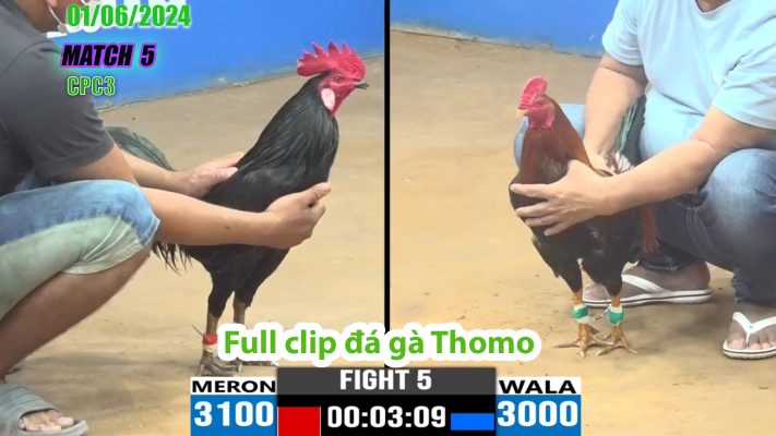 CPC3- TRẬN 5 | đá gà Thomo | 01/06/2024