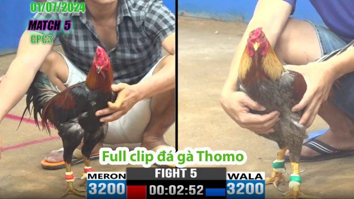 CPC3- TRẬN 5 | đá gà Thomo | 01/07/2024