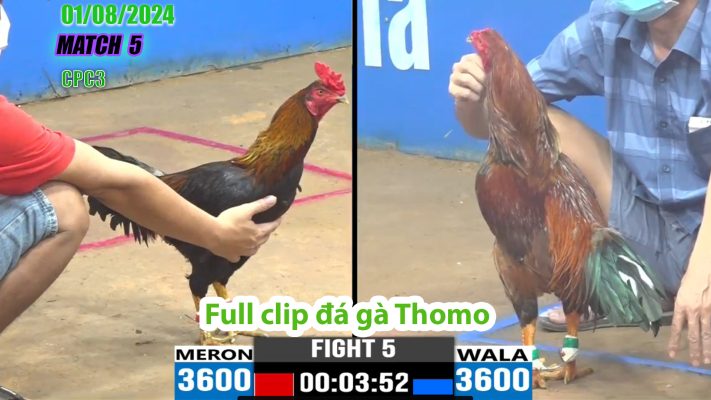 CPC3- TRẬN 5 | đá gà Thomo | 01/08/2024