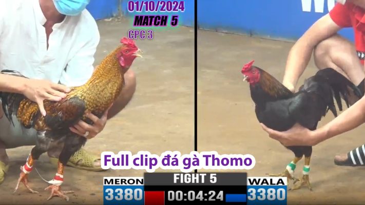 CPC3- TRẬN 5 | đá gà Thomo | 01/10/2024