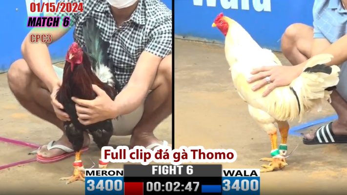 CPC3- TRẬN 6 | đá gà Thomo | 01/15/2024