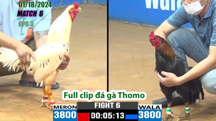 CPC3- TRẬN 6 | đá gà Thomo | 01/18/2024