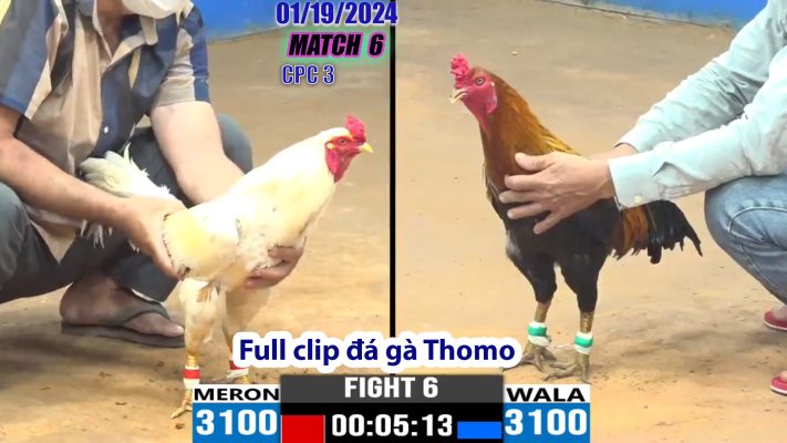 CPC3- TRẬN 6 | đá gà Thomo | 01/19/2024