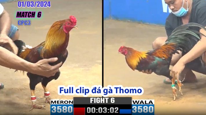 CPC3- TRẬN 6 | đá gà Thomo | 01/03/2024