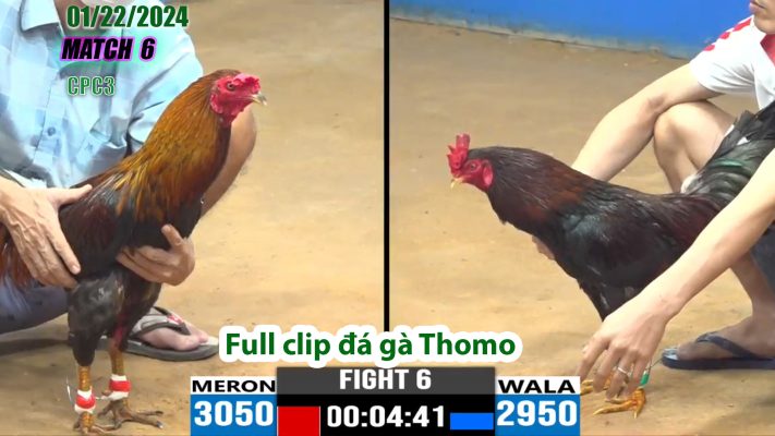 CPC3- TRẬN 6 | đá gà Thomo | 01/22/2024