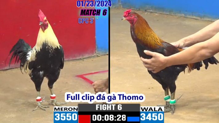 CPC3- TRẬN 6 | đá gà Thomo | 01/23/2024