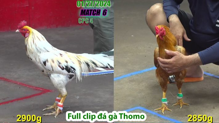 CPC4- TRẬN 6 | đá gà Thomo | 01/27/2024