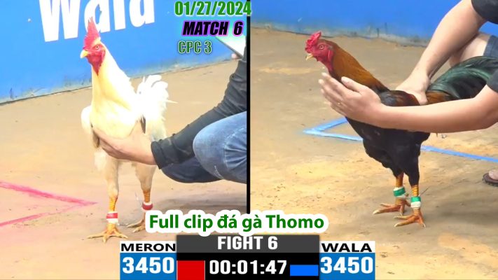 CPC3- TRẬN 6 | đá gà Thomo | 01/27/2024