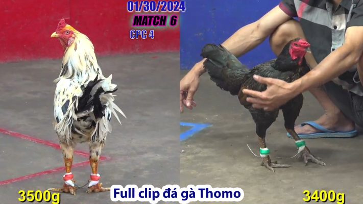 CPC4- TRẬN 6 | đá gà Thomo | 01/30/2024