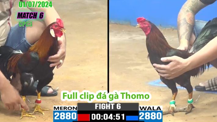 CPC3- TRẬN 6 | đá gà Thomo | 01/07/2024