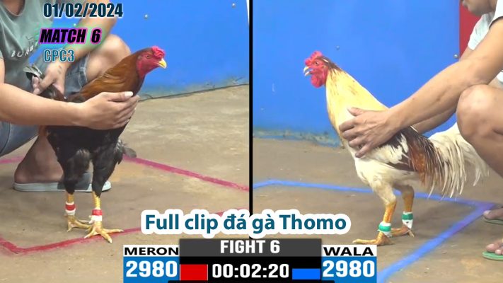 CPC3- TRẬN 6 | đá gà Thomo | 01/02/2024