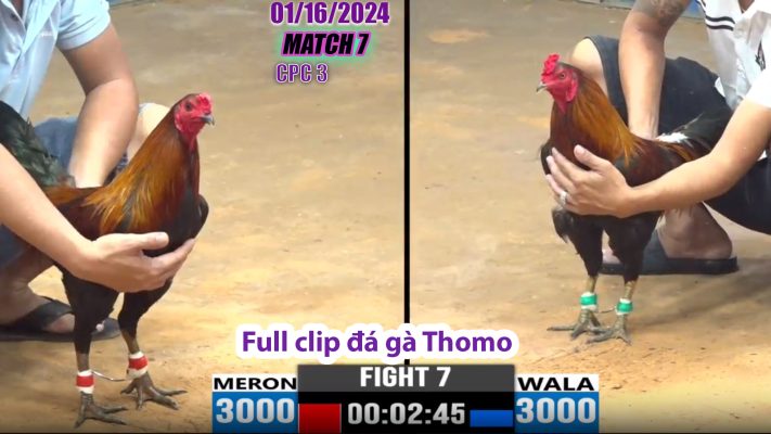 CPC3- TRẬN 7 | đá gà Thomo | 01/16/2024