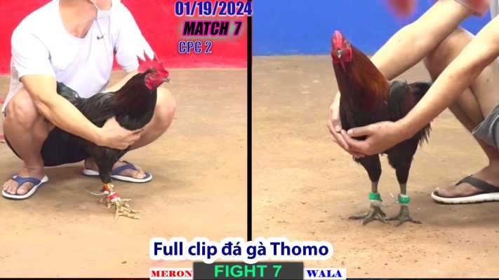 CPC2- TRẬN 7 | đá gà Thomo | 01/19/2024