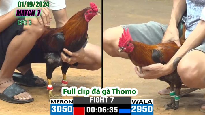 CPC3- TRẬN 7 | đá gà Thomo | 01/19/2024