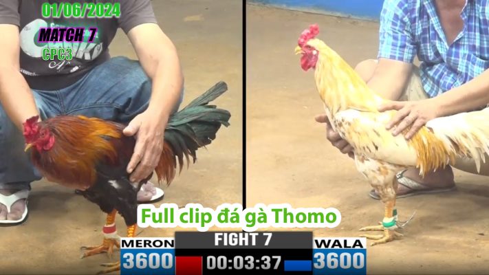 CPC3- TRẬN 7 | đá gà Thomo | 01/06/2024