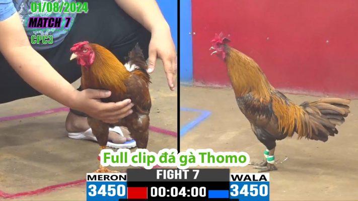 CPC3- TRẬN 7 | đá gà Thomo | 01/08/2024