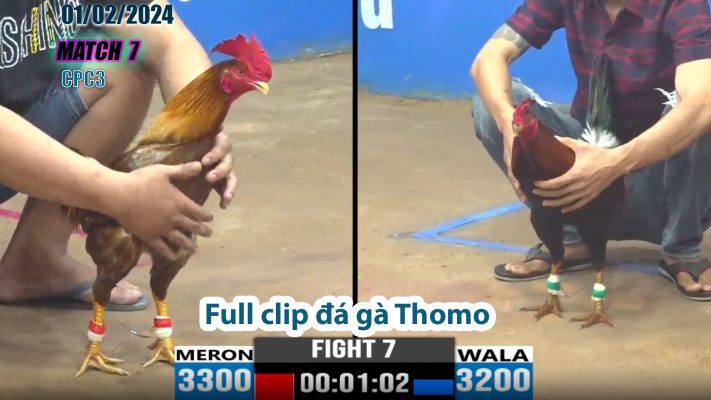 CPC3- TRẬN 7 | đá gà Thomo | 01/02/2024