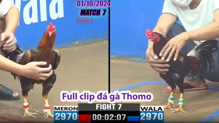 CPC3- TRẬN 7 | đá gà Thomo | 01/10/2024