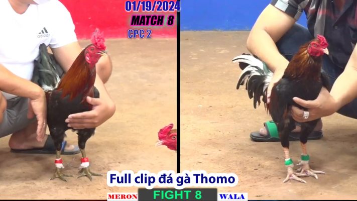 CPC2- TRẬN 8 | đá gà Thomo | 01/19/2024