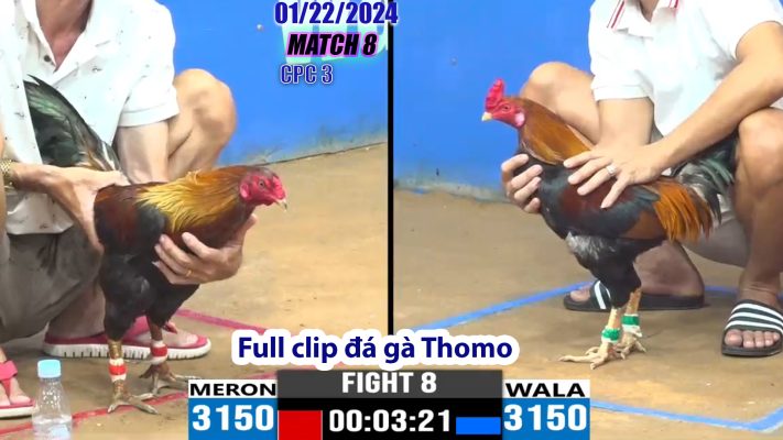 CPC3- TRẬN 8 | đá gà Thomo | 01/22/2024