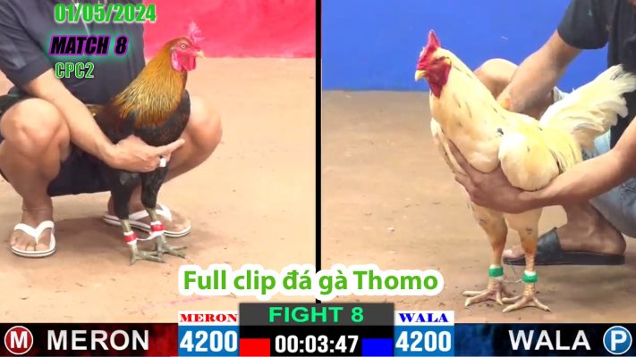 CPC2- TRẬN 8 | đá gà Thomo | 01/05/2024