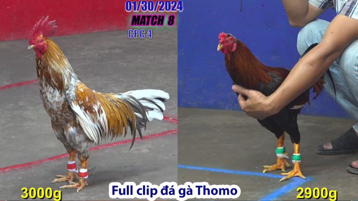 CPC4- TRẬN 8 | đá gà Thomo | 01/30/2024