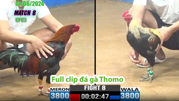 CPC3- TRẬN 8 | đá gà Thomo | 01/06/2024