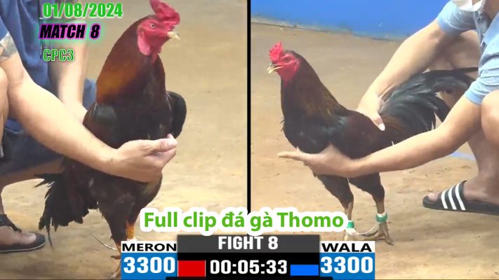 CPC3- TRẬN 8 | đá gà Thomo | 01/08/2024