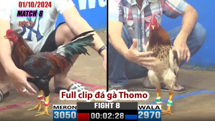 CPC3- TRẬN 8 | đá gà Thomo | 01/10/2024