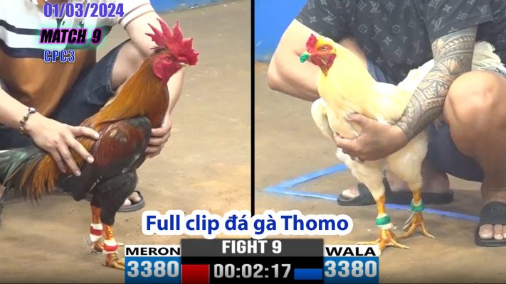 CPC3- TRẬN 9 | đá gà Thomo | 01/03/2024