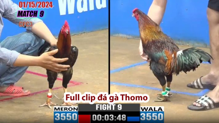 CPC3- TRẬN 9 | đá gà Thomo | 01/15/2024