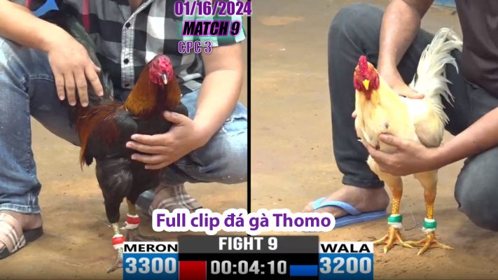 CPC3- TRẬN 9 | đá gà Thomo | 01/16/2024