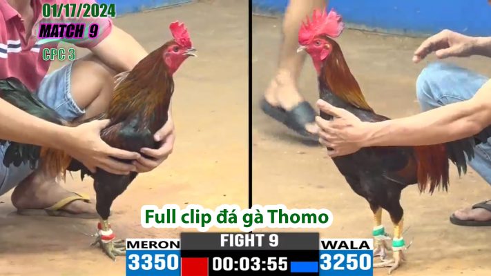 CPC3- TRẬN 9 | đá gà Thomo | 01/17/2024