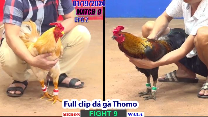 CPC2- TRẬN 9 | đá gà Thomo | 01/19/2024