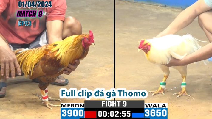 CPC3- TRẬN 9 | đá gà Thomo | 01/04/2024