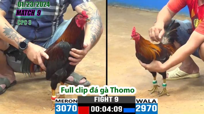 CPC3- TRẬN 9 | đá gà Thomo | 01/23/2024