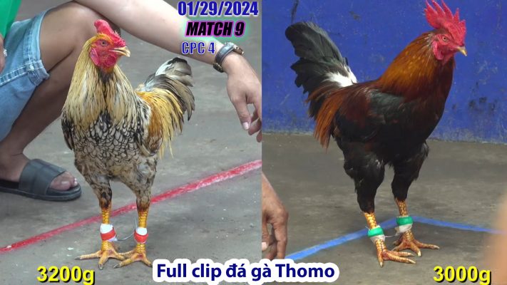 CPC4- TRẬN 9 | đá gà Thomo | 01/29/2024