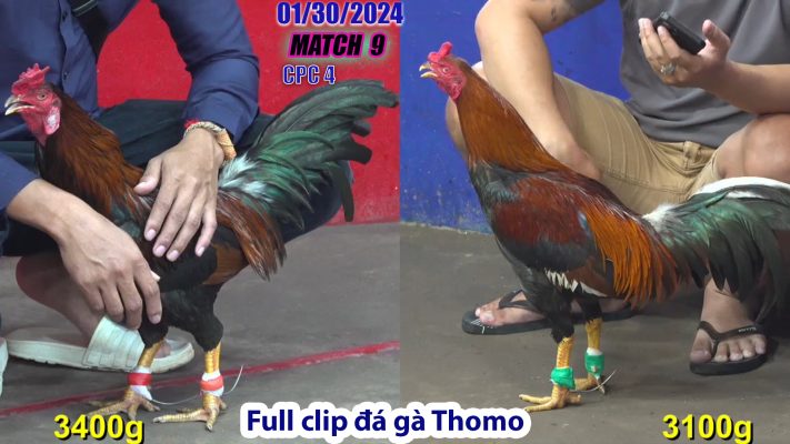 CPC4- TRẬN 9 | đá gà Thomo | 01/30/2024