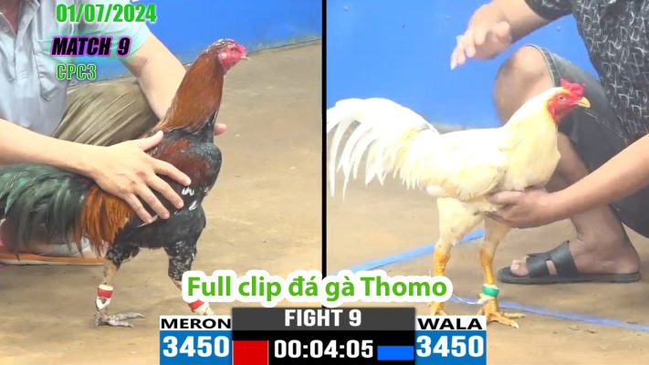 CPC3- TRẬN 9 | đá gà Thomo | 01/07/2024