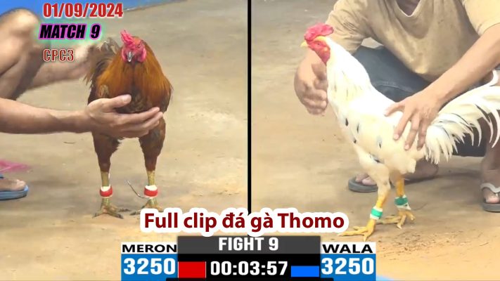 CPC3- TRẬN 9 | đá gà Thomo | 01/09/2024