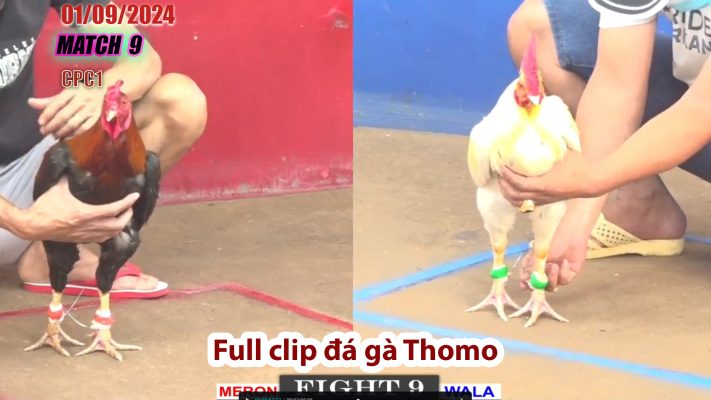 CPC1- TRẬN 9 | đá gà Thomo | 01/09/2024