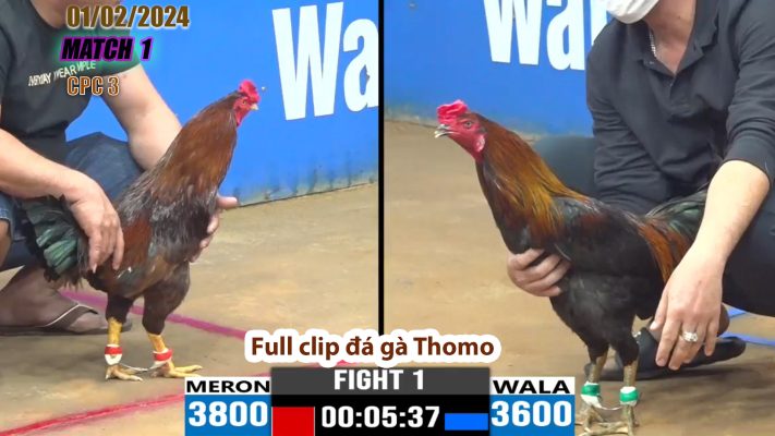 CPC3- TRẬN 1 | đá gà Thomo | 01/02/2024