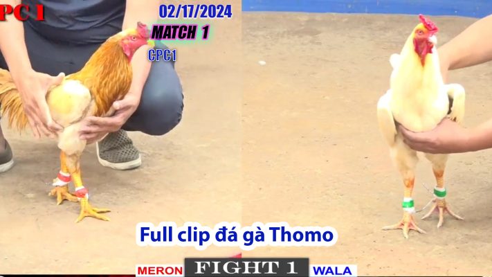 CPC1- TRẬN 1 | đá gà Thomo | 02/17/2024