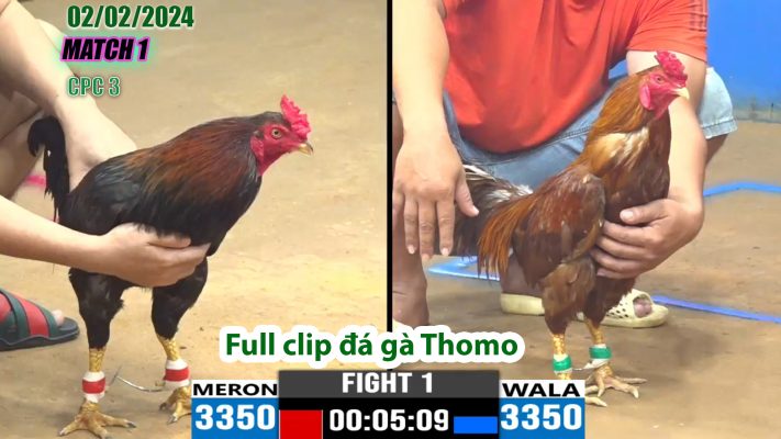 CPC3- TRẬN 1 | đá gà Thomo | 02/02/2024