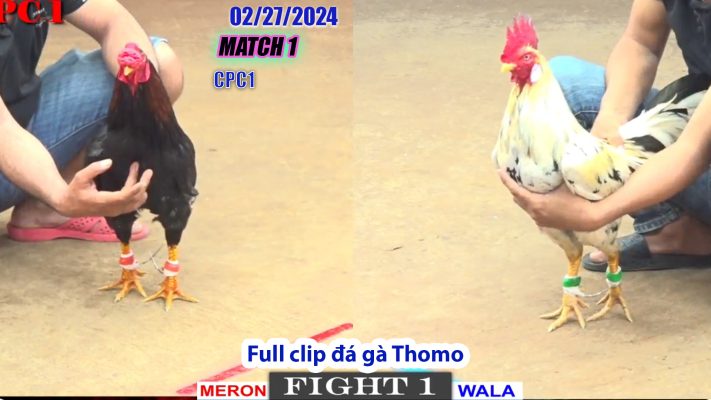 CPC1- TRẬN 1 | đá gà Thomo | 02/27/2024