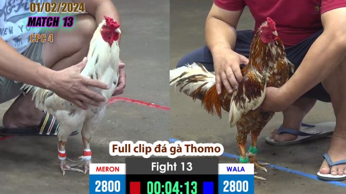 CPC4- TRẬN 13 | đá gà Thomo | 01/02/2024